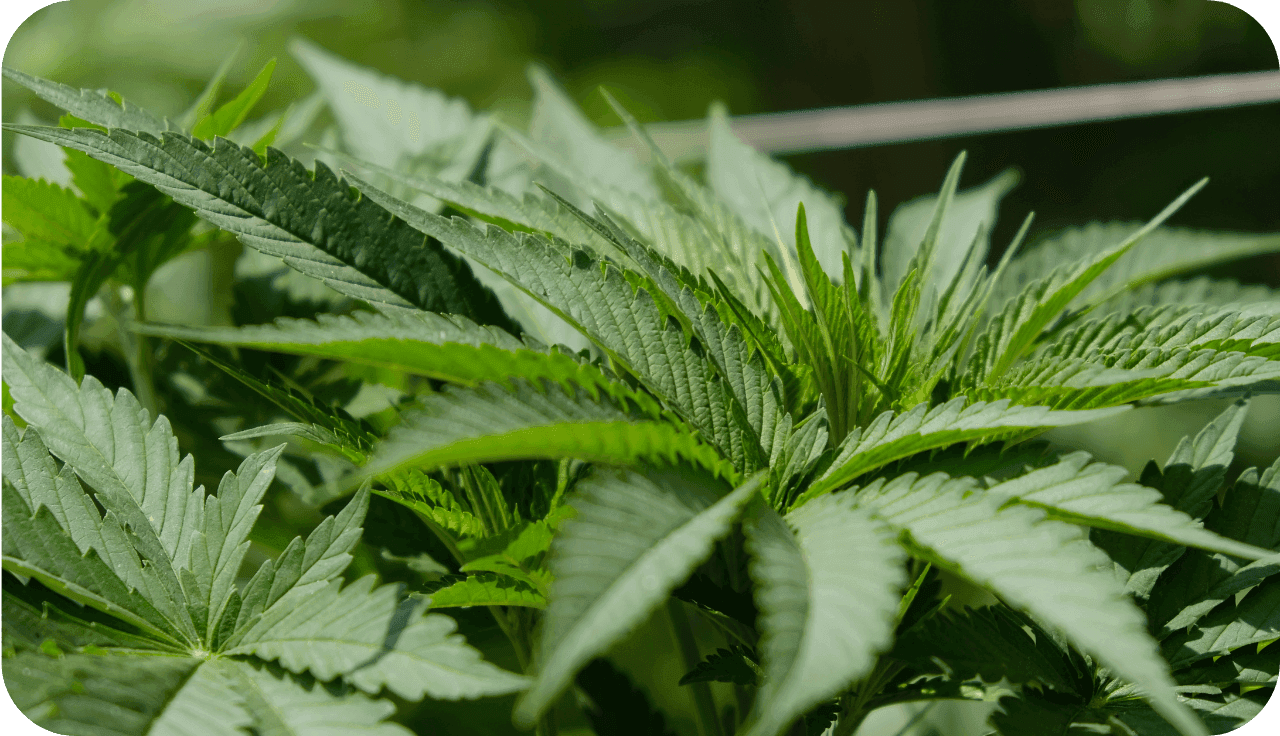 Nahaufnahme von den Blättern einer Hanfpflanze